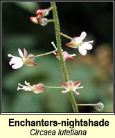 Enchanters-nightshade