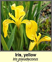 Iris, yellow flag
