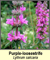 Loosestrife, purple