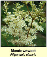 Meadowsweet