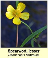 Spearwort, lesser