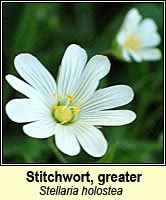 Stitchwort, greater