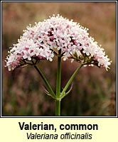 Valerian, common