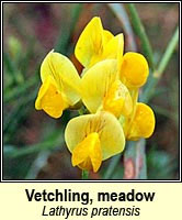 Vetchling, meadow