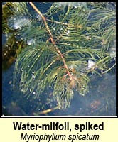 Water-milfoil, spiked