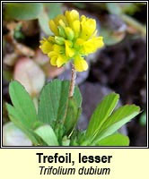 Trefoil, lesser