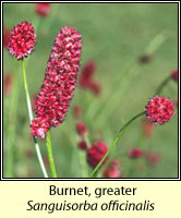 Burnet, great