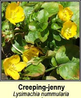 Creeping Jenny