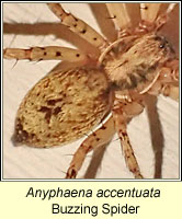 Anyphaena accentuata, Buzzing Spider