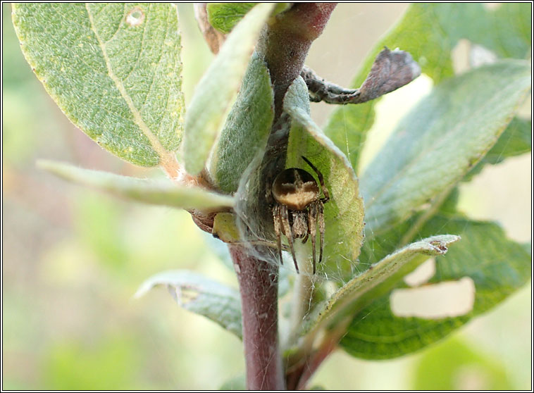 Agalenatea redii, Gorse Orbweaver