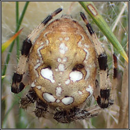 Araneus quadratus, Four Spot Orbweaver