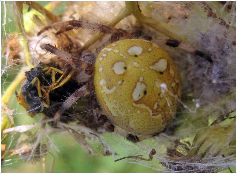 Araneus quadratus, Four Spot Orbweaver