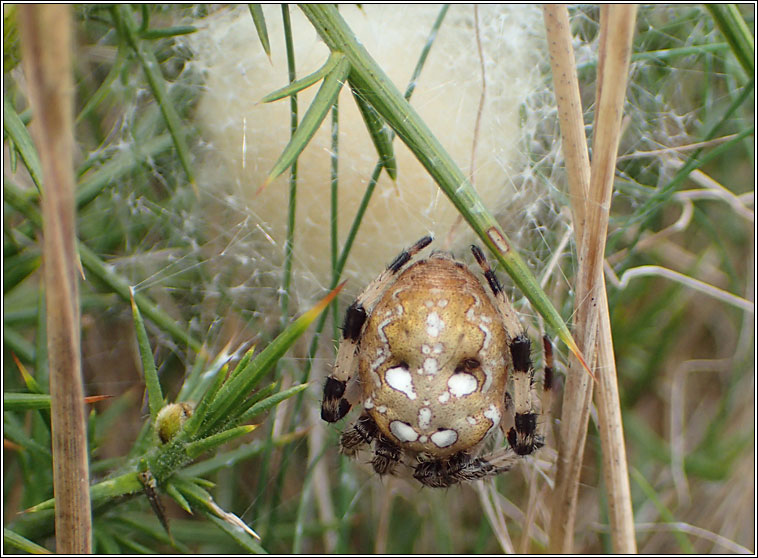 Araneus quadratus, Four Spot Orbweaver