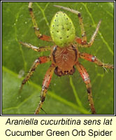 Araniella cucurbitina sens lat, Cucumber Green Orb Spider