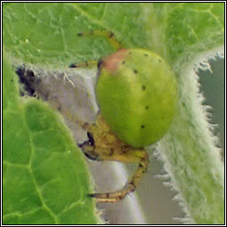 Araniella cucurbitina sens lat, Cucumber Green Orb Spider