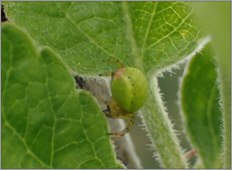 Araniella cucurbitina sens lat, Cucumber Green Orb Spider