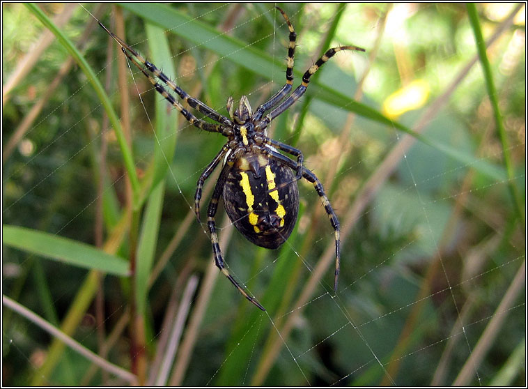 Argiope bruennichi, Wasp Spider