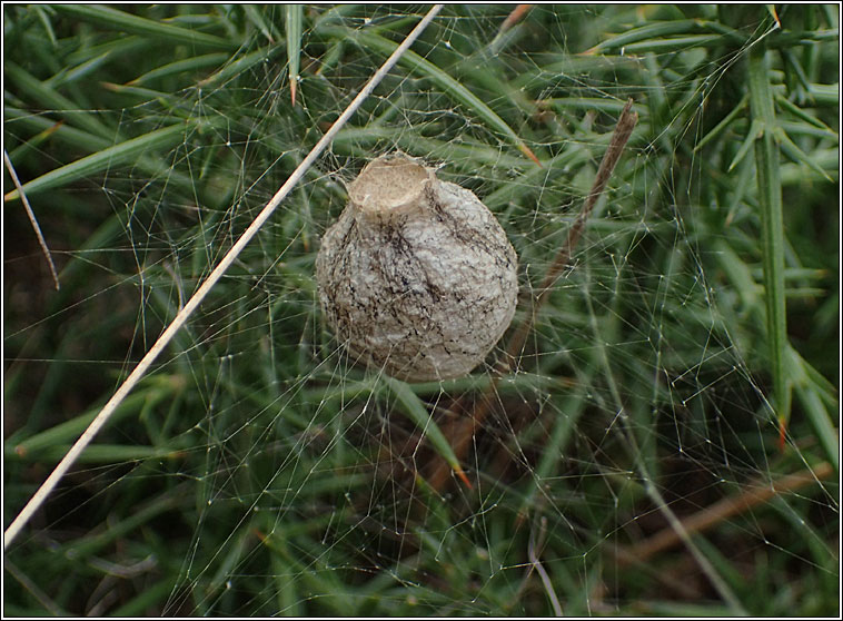 Argiope bruennichi, Wasp Spider