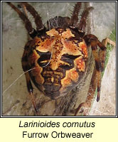 Larinioides cornutus, Furrow Orbweaver