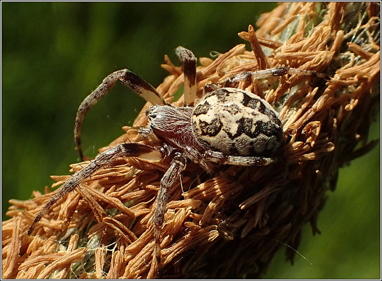 Larinioides cornutus, Furrow Orbweaver