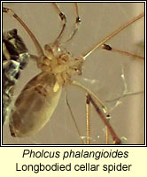 Pholcus phalangioides, Longbodied cellar spider