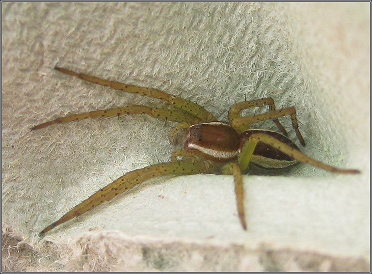 Dolomedes fimbriatus, Raft Spider