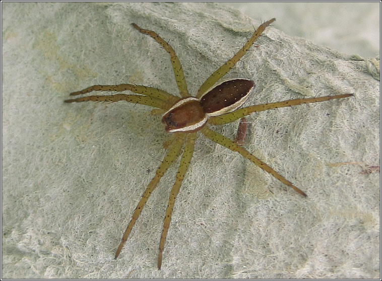 Dolomedes fimbriatus, Raft Spider