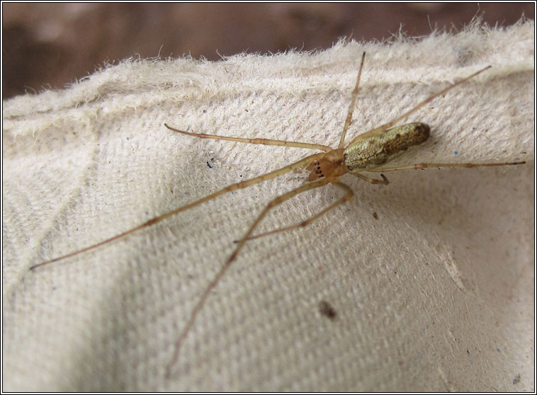 Tetragnatha montana