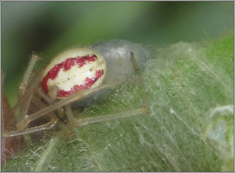 Enoplognatha ovata, Comb-footed spider (redimita form)