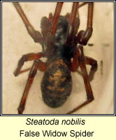 Steatoda nobilis, False Widow Spider