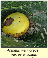 Araneus marmoreus var pyramidatus, Marbled Orbweaver