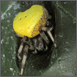 Araneus marmoreus var pyramidatus, Marbled Orbweaver