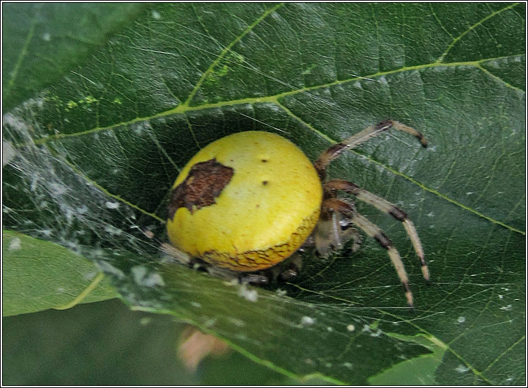 Araneus marmoreus var pyramidatus, Marbled Orbweaver