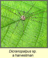 Dicranopalpus sp, a harvestman