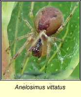 Anelosimus vittatus