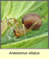 Anelosimus vittatus