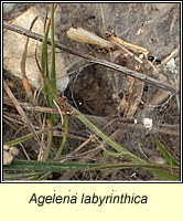 Agelena labyrinthica