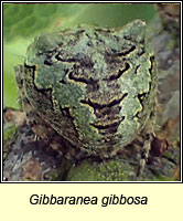 Gibbaranea gibbosa