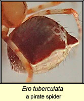 Ero tuberculata