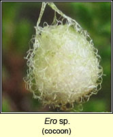 Ero sp