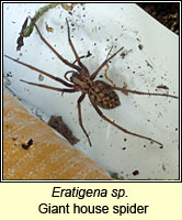 Eratigena duellica Q, Giant House Spider