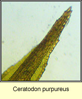 Ceratodon purpureus