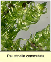 Palustriella commutata, Curled Hook-moss