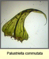 Palustriella commutata, Curled Hook-moss