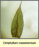 Cirriphyllum crassinervium, Beech Feather-moss