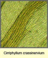 Cirriphyllum crassinervium, Beech Feather-moss