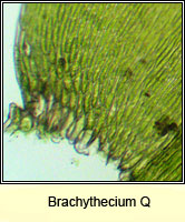 Brachythecium Q