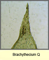 Brachythecium Q