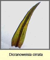 Dicranoweisia cirrata, Common Pincushion