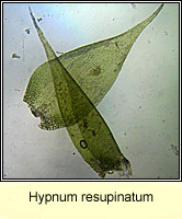 Hypnum resupinatum, Supine Plait-moss